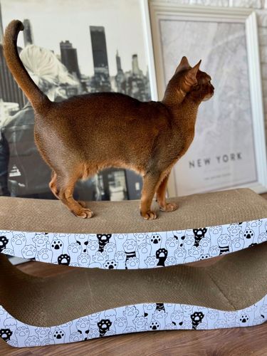 drapak dla kota  tekturowy duży legowisko do drapania leżak kartonowy na Arena.pl