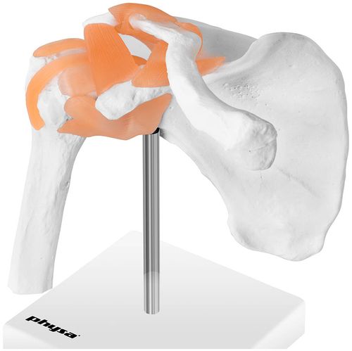 Staw barkowy - model anatomiczny Physa PHY-SJ-1 na Arena.pl