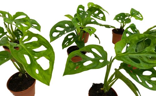 MONSTERA MONKEY MASK 15 cm na Arena.pl
