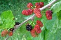 P9 MORWA CZARNA LECZNICZA