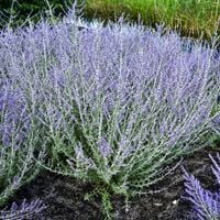 Perowskia łobodolistna LITTLE SPIRE Rosyjska lawenda Niewysoka Sadzonki 1L