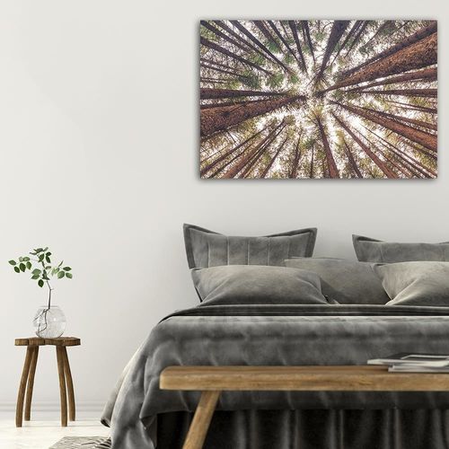 Deco Panel, Wysokie sosny 60x40 na Arena.pl