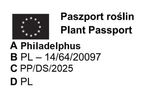 JAŚMINOWIEC zapach dawnych lat  - sadzonki 50 / 80 cm na Arena.pl