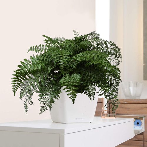 ASPLENIUM PARVATI PAPROĆ 25cm na Arena.pl