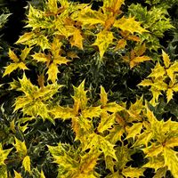 Osmanthus, Osmantus, Osmant heterophyllus 'Goshiki' Różnolistny Poj. 2.0L