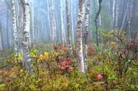 Fototapeta NATURA Las we Mgle Zieleń do Salonu 180x120