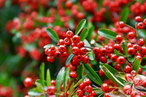 OGNIK czerwony - sadzonki 5 / 15 cm na Arena.pl