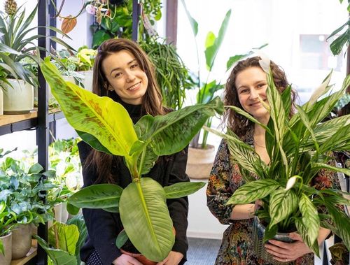 Monstera Monkey Mask XS Dziurawa Przepiękny Kwiat na Arena.pl