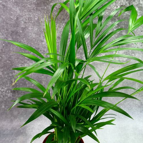 Areka palma Areca Dypsis czyści powietrze Wys. 70cm Zimoodporne na Arena.pl