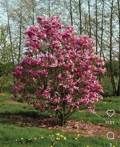 Magnolia Purpurowa Spectrum w Doniczce 3L do Ogrodu na Arena.pl