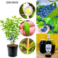 Jagoda Kaukaska mrozoodporna sadzonka KRZEW 40-70 cm