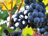 Winorośl 'Medina' (Vitis) w doniczkach P9, wysokość 60-80 cm