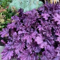 product-compare-59318653