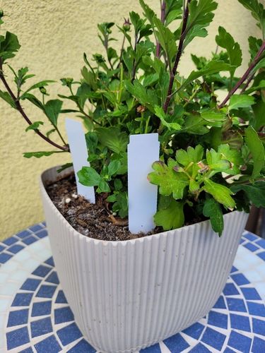 MARKER + Etykiety ogrodnicze wtykane strzałki do pisania BIAŁE 105x23,5 100 na Arena.pl