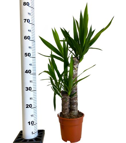 JUKA JUKKA (JUCA YUCCA) 75cm na Arena.pl