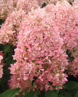 HORTENSJA bukietowa Magical Candle na pniu - sadzonki 60 / 70 cm