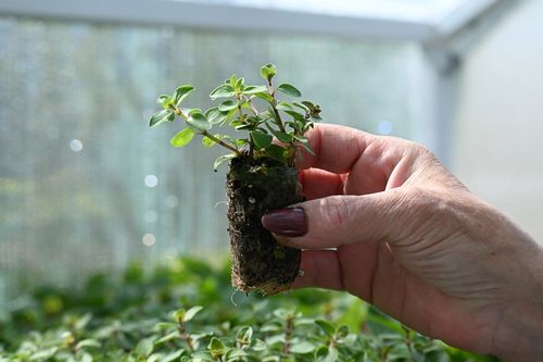 Oregano Bristol Cross - Origanum vulgare na Arena.pl
