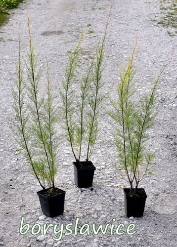 Tamaryszek drobnokwiatowy (Tamarix) w doniczkach P9, wysokość 60-80 cm na Arena.pl