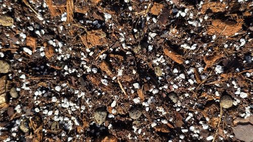 15L Lekkie podłoże PREMIUM ziemia do roślin doniczkowych monster BIGOS na Arena.pl