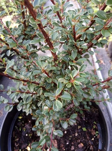 Irga himalajska-Cotoneaster glacialis zdjęcie 2