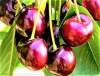 CZEREŚNIA Hedelfińska SŁODKIE OWOCE ODPORNA NA MRÓZ DUŻE ZBIORY