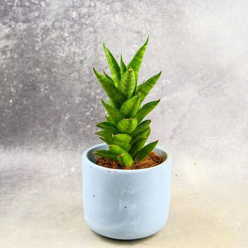 Sansevieria ''Starshooter'' Ø8cm kolekcjonerska niezniszczalna na Arena.pl