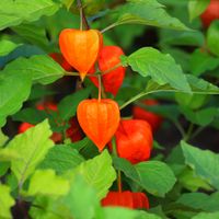 Miechunka Rozdęta (Physalis franchetii) Czerwone Lampiony Doniczka 2.0L