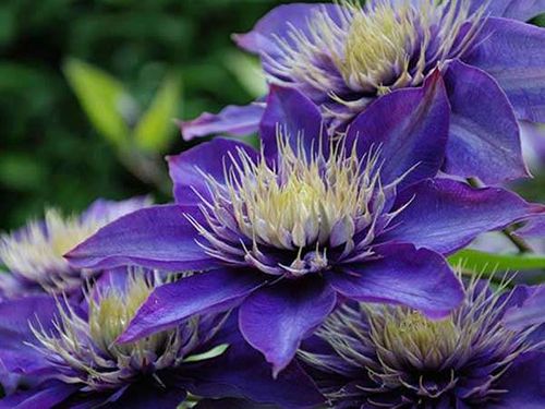 Powojnik Clematis Multi Blue C2 E na Arena.pl