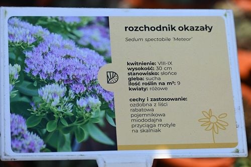 Rozchodnik okazały Meteor na skalniak na Arena.pl