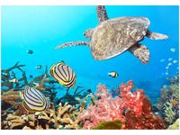 100 70CM OBRAZ PŁÓTNO PODWODNA PANORAMA PŁÓTNO RAMA