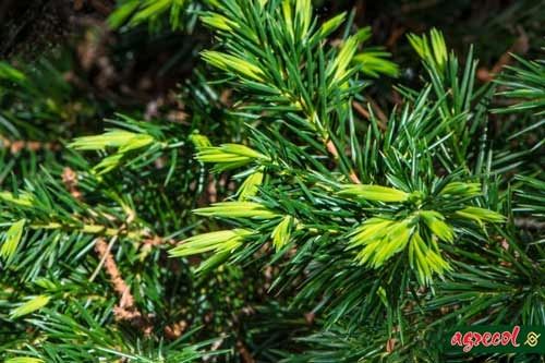 Nawóz do iglaków 1,2kg na Arena.pl