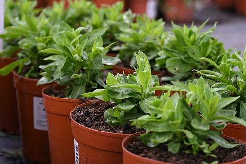 Floks wiechowaty Famous White - Phlox paniculata na Arena.pl