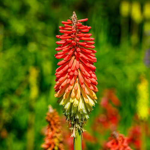 Trytoma groniasta 'Flamenco' Afrykańska Płonąca Pochodnia Kniphofia uvaria na Arena.pl