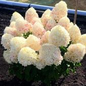 Hortensja bukietowa Living Sugar Rush CUKIERKOWA