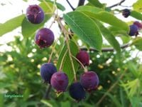 Świdośliwa okrągłolistna (Amelanchier) w  doniczkach P11, 40-60cm