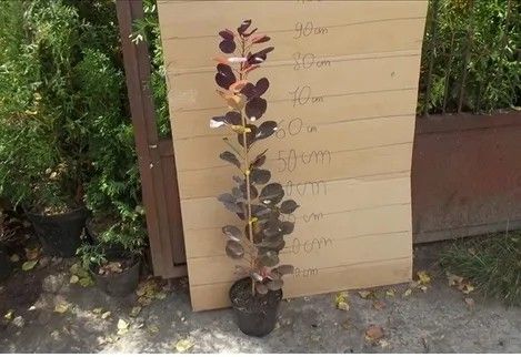 PERUKOWIEC PODOLSKI czerwony oryginał - sadzonki 30 / 40 cm na Arena.pl