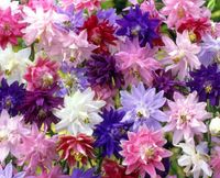 NASIONA Orlik Pełny Trwały Mieszanka Mix 0,5g Kwiaty 420281