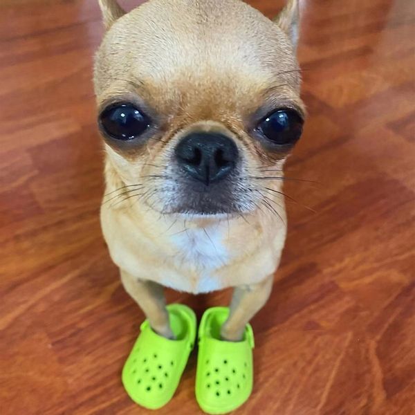 Buty KLAPKI Antypoślizgowe dla ZWIERZĄT PSÓW KOTÓW CHODAKI 1PARA RÓŻOWE zdjęcie 13