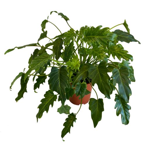 Filodendron XANADU (PHILODENDRON) 50 cm na Arena.pl
