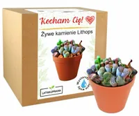 Prezent na Walentynki zestaw do uprawy Żywe Kamienie Lithops dla niego niej