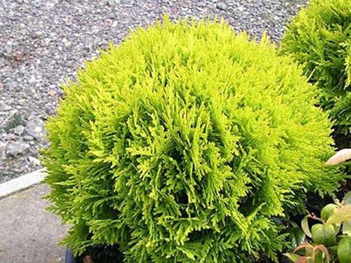 Żywotnik zachodni Mirjam C2 E na Arena.pl