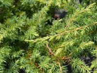 Jałowiec nadbrzeżny SCHLAGER Okrywowy Na skarpy C3