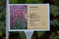 Kłosowiec Mango Tango - Agastache