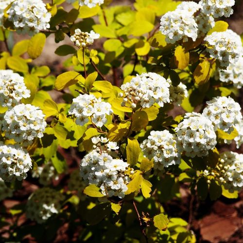 Tawuła van Houtte'a GOLD FOUNTAIN Białe kwiaty Sadzonki w doniczkach C2 na Arena.pl