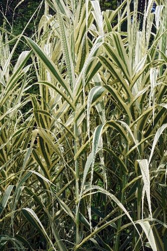 Lasecznica trzcinowata 'Variegata' Wysoka Pstra Trawa Biała (Arundo donax) na Arena.pl