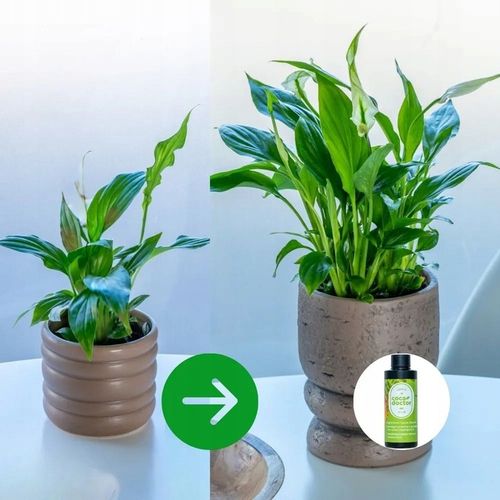 CocaDoctor Preparat Do Roślin Zielonych ANTY-Grzyb ŚRODEK GRZYBOBÓJCZY na Arena.pl