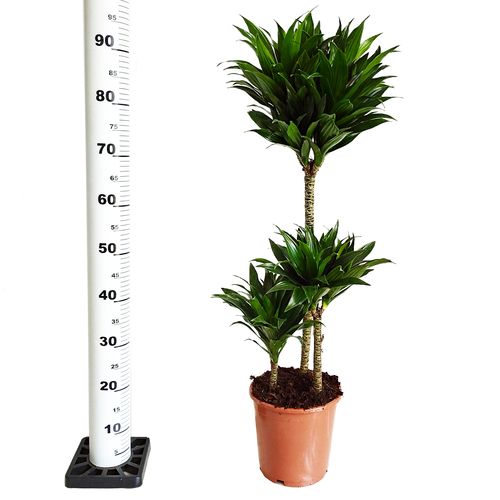 Dracena COMPACTA 95 cm na Arena.pl