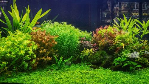 Zestaw CO2 Standard z wył. nocnym 5l z akcesoriami na Arena.pl