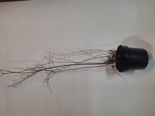 C2 TAWUŁA VAN HOUTTE'A SPIREA 30-40 CM. na Arena.pl