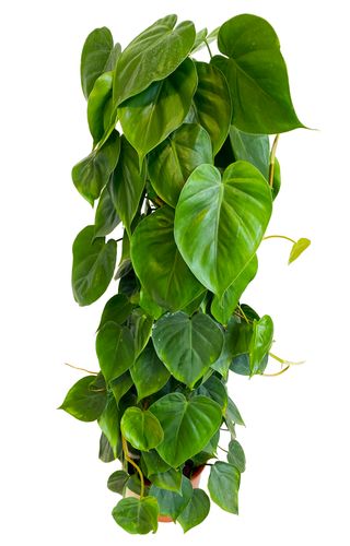 FILODENDRON SCANDENS 100 cm na Arena.pl